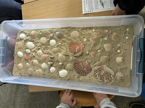 gesammelte Muscheln
